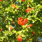 7 Causes There’s No Fruit on Your Pomegranate Tree