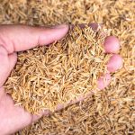 How and Why to Use Rice Hulls within the Backyard