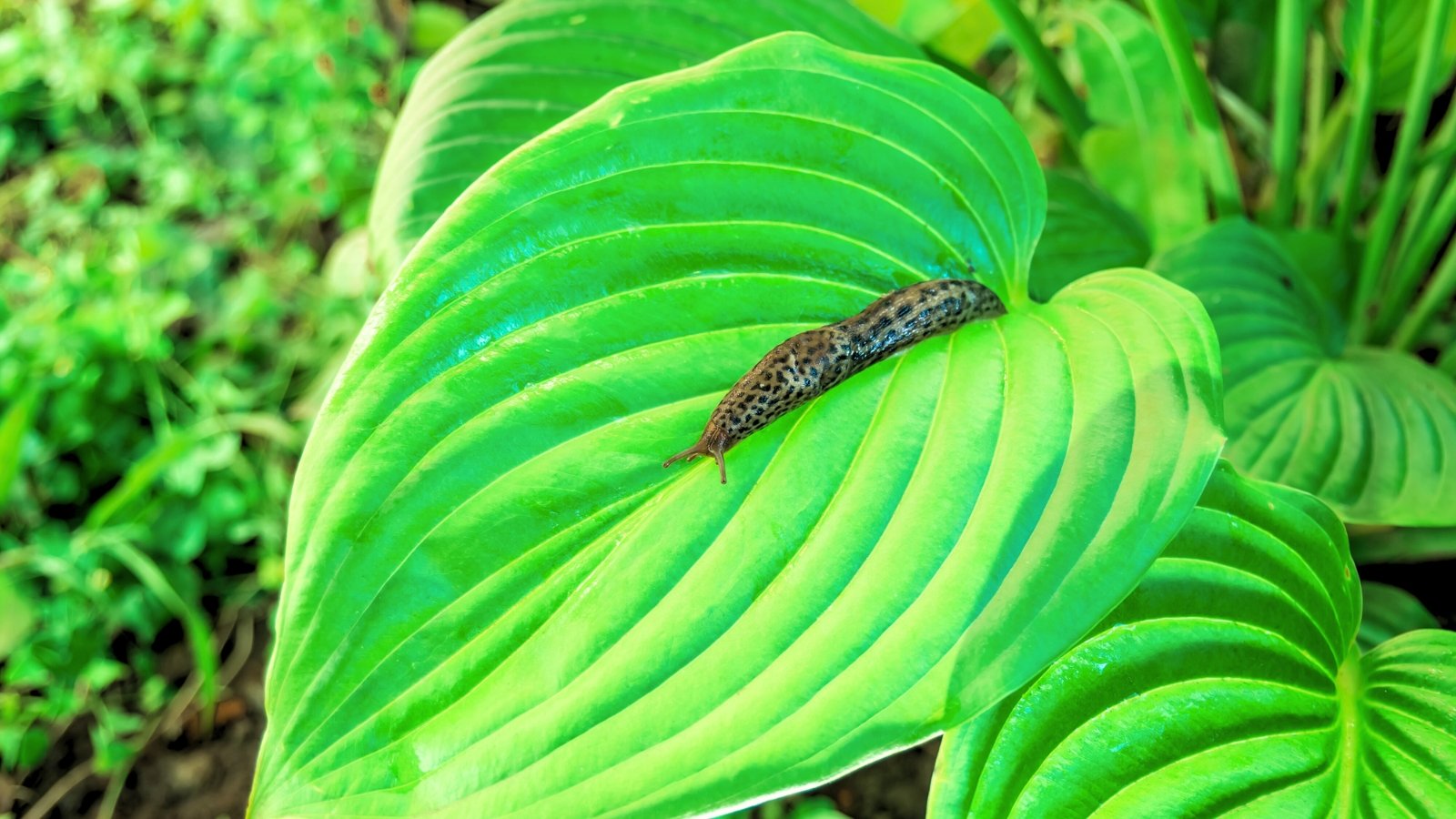 9 Methods to Maintain Slugs off Your Hostas