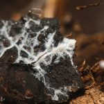 What’s Mycorrhizal Fungi? Is It Good For My Backyard?