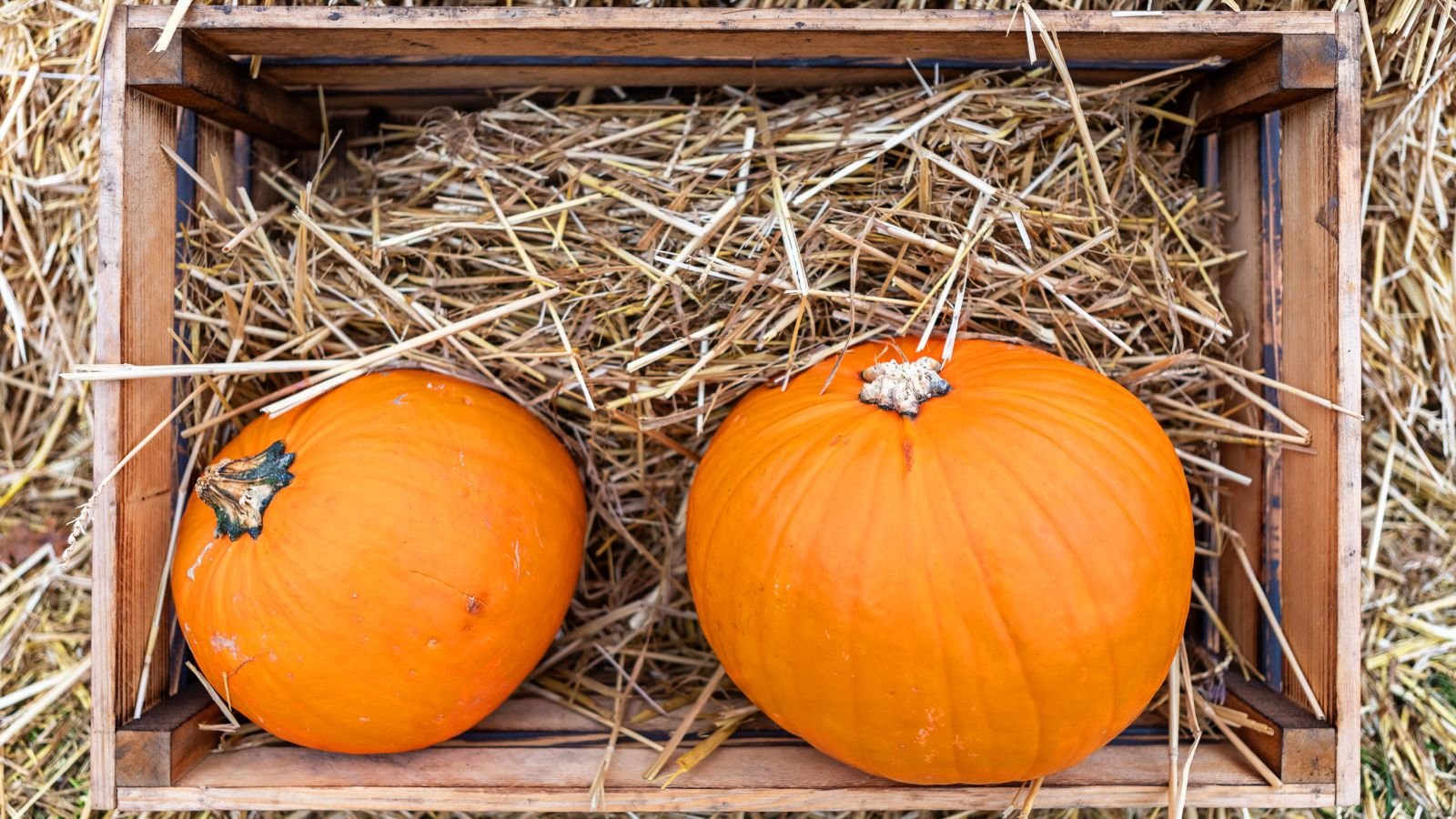 A top-view and close-up shot of two squash in a wooden container with hay that is placed in a well lit area outdoors