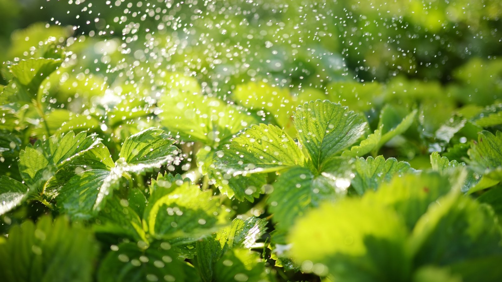 Large, waxy green leaves with fine serrated edges glisten with water droplets as a gentle misting spray rains down, the surrounding leaves creating a lush, dense undergrowth.