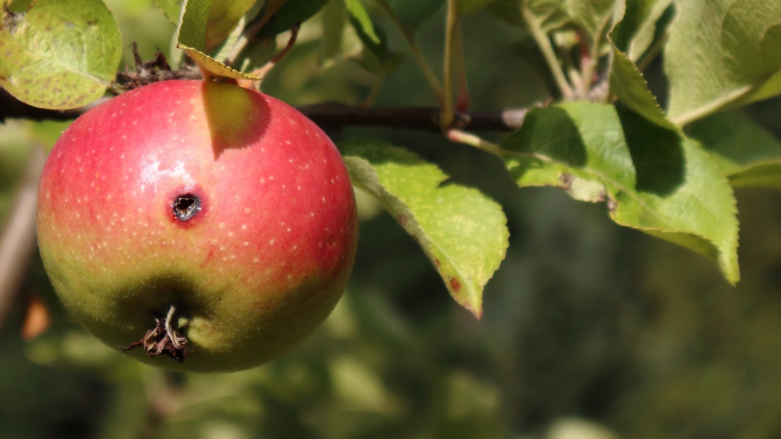 Apple fruit damaged by codling moth has a small entry hole with frass around it.
