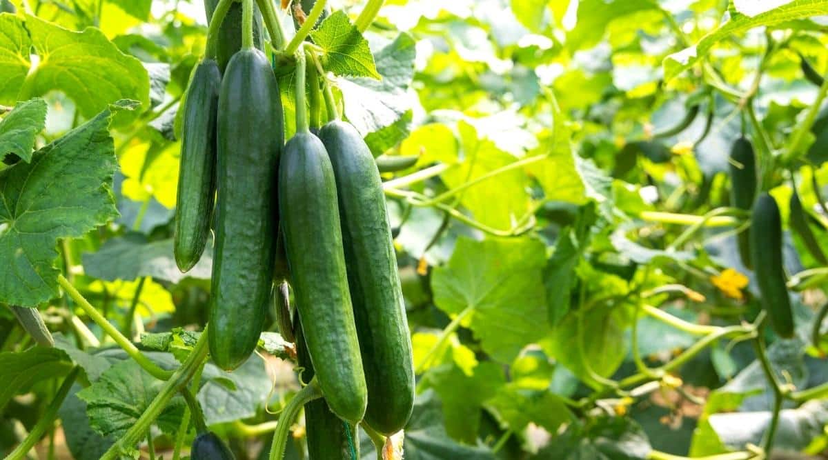 Organic cucumbers growing in a greenhouse. There are several fruits growing off a single vine, and the vine is trellised, but the trellis is not visible. They are growing vertically and there are four fruits off the same vine. Behind it is green foliage from the vine.