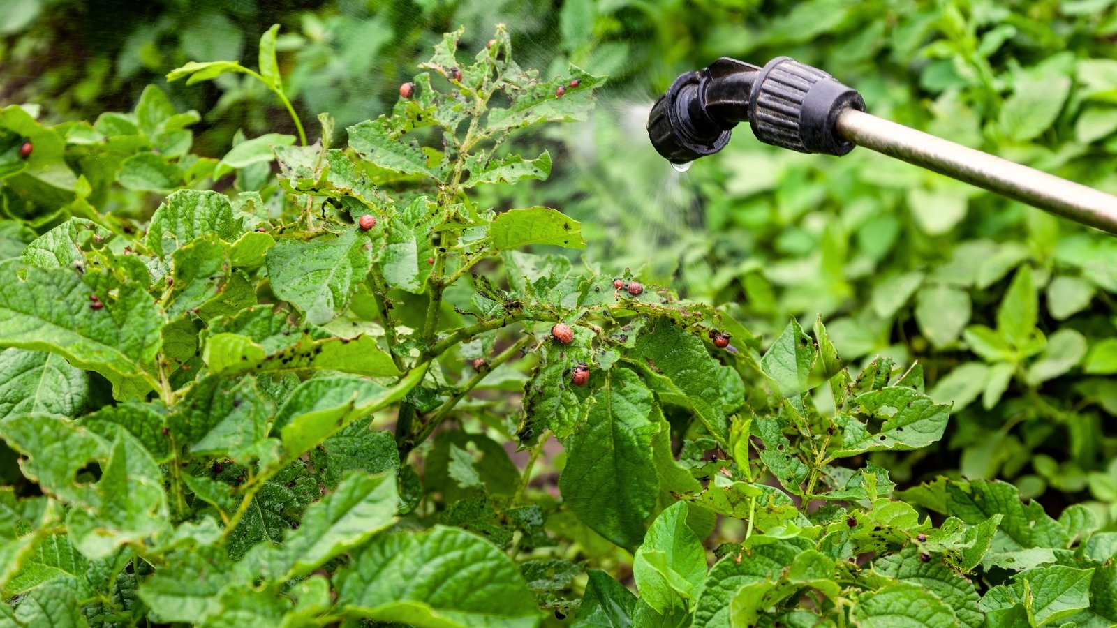 Close-up of pesticide being sprayed with a garden sprayer to control Colorado potato beetles infesting potato plants in the garden.