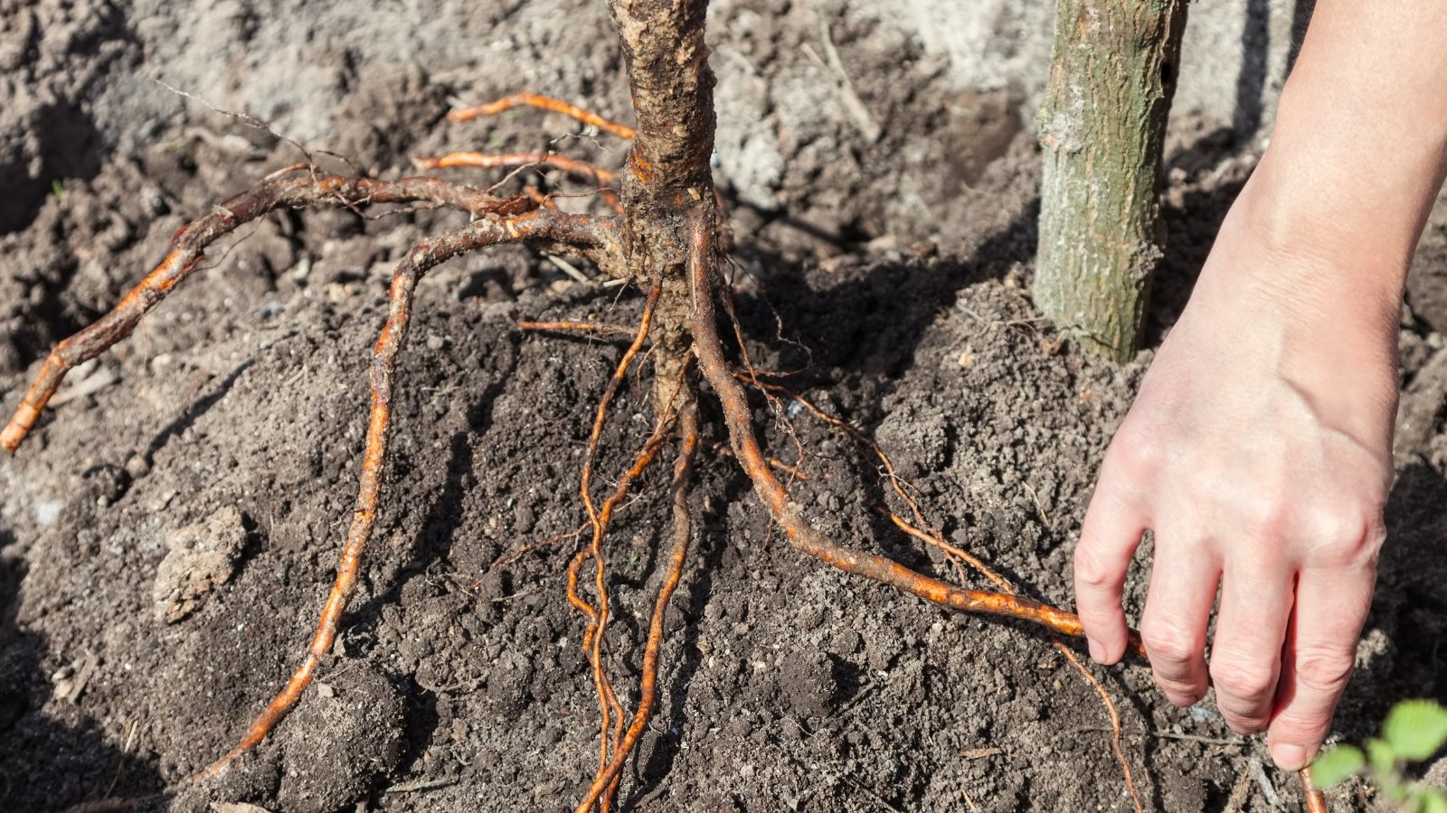 Close-up of male hands holding a bare-root tree above loose, dark brown soil in a sunny garden.
