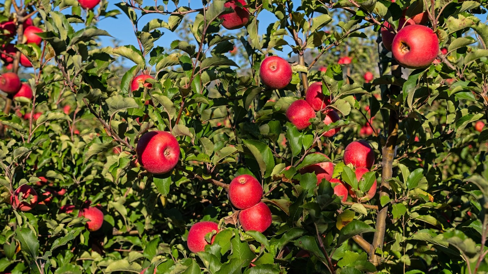 Round, red fruits dangle from sturdy stems nestled within large, deep green leaves.
