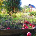 Develop Fruit Bushes in Raised Beds: A Step-by-Step Information