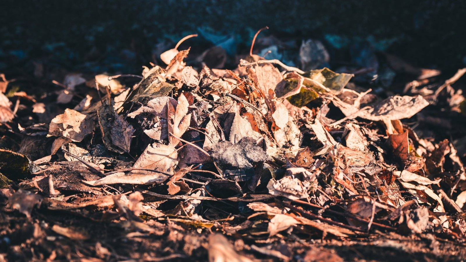 A pile of dry, dark brown leaves breaking down in a compost heap with a rich, earthy texture.
