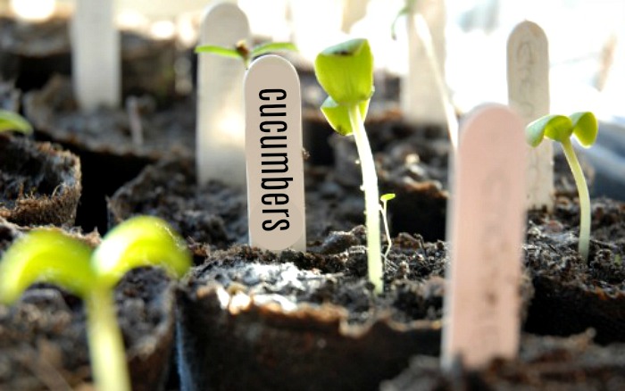 label seedlings to identify them later