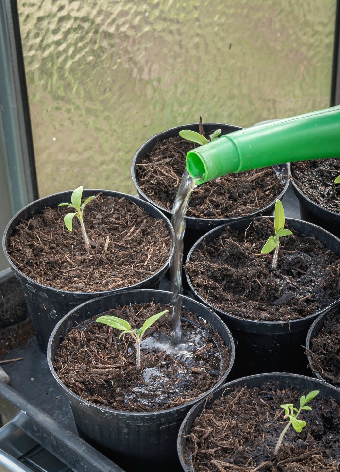 Water seeds lightly until the seedlings start to grow.