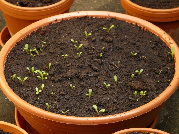 seeds sprouting in a pot