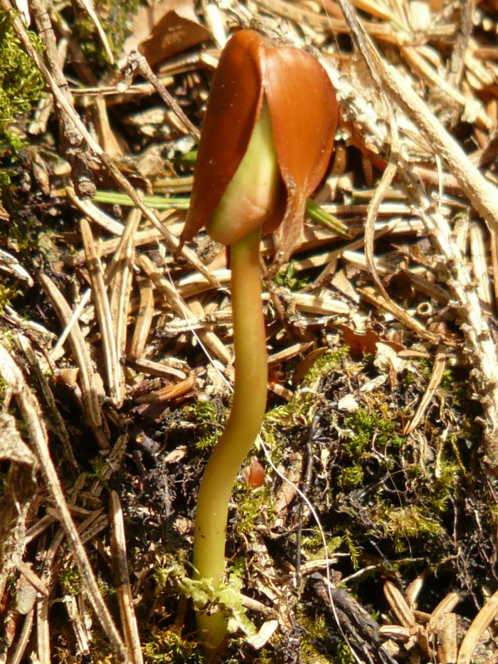 straw on new seedlings