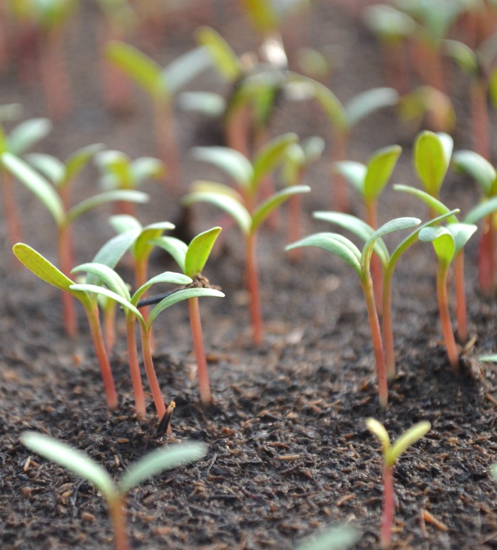 tomato seedlings need light