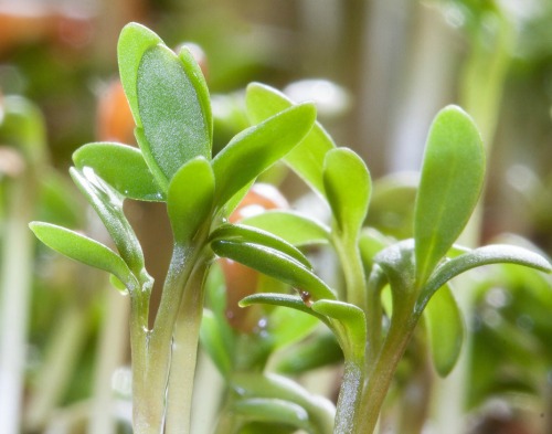 seedlings