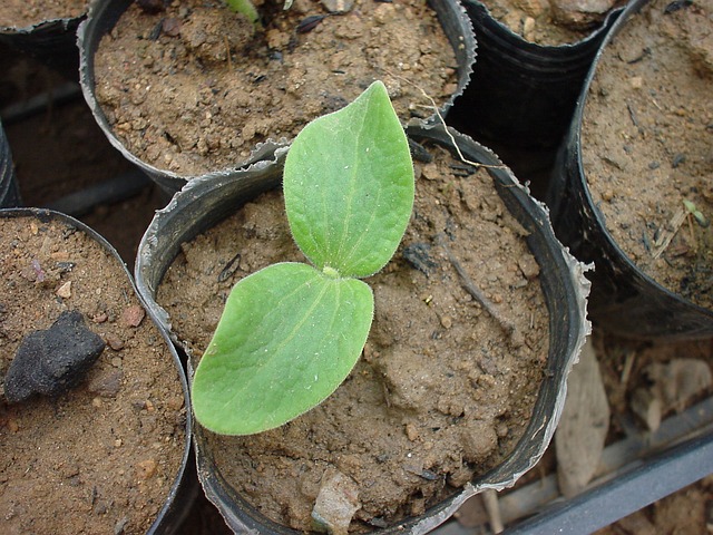 transplanted seedlings