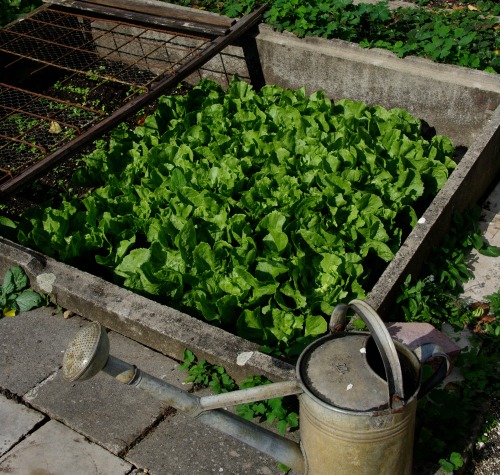 Plant seedlings on a dull day