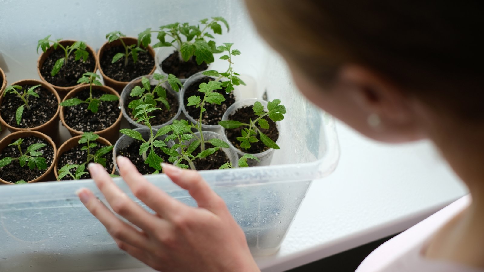 A person arranging small green seedlings in a tray made of round biodegradable pots filled with dark material.