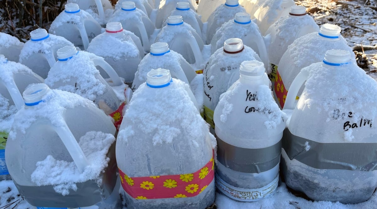 Milk jugs used for Winter seed starting