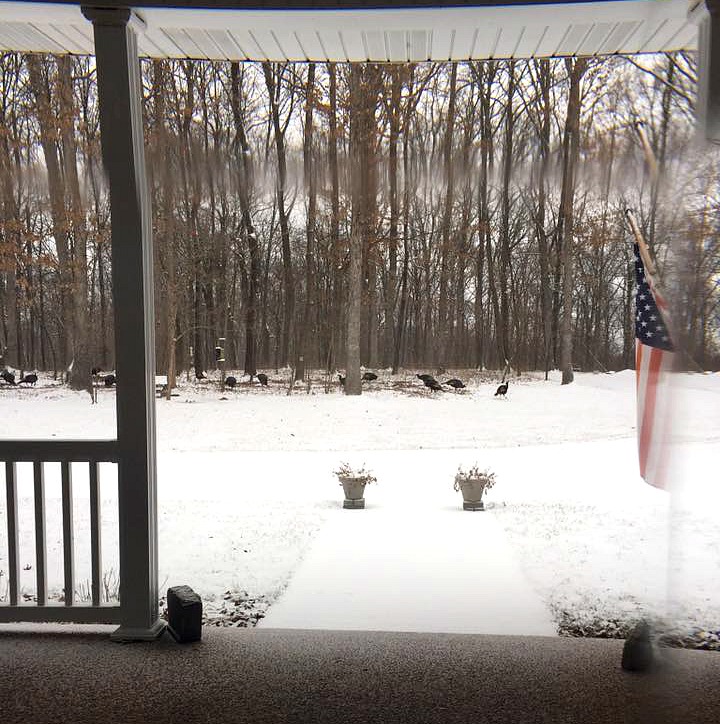 Turkeys finding food in the snow in Osage Bend Missouri