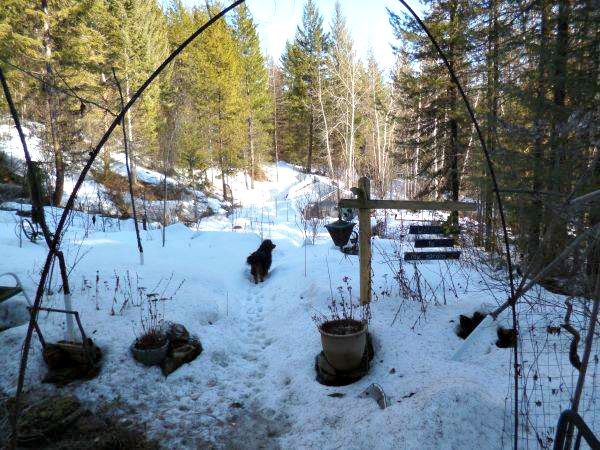 Dog romping in the snow in Grand Forkes, BC, Canada