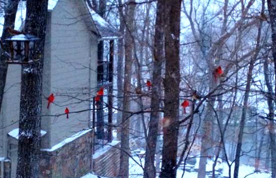 Cardinals in the trees in winter in Grand Lake Oklahoma.