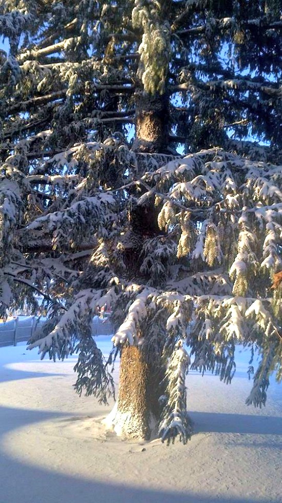 A snow covered pine tree in Ontario Canada