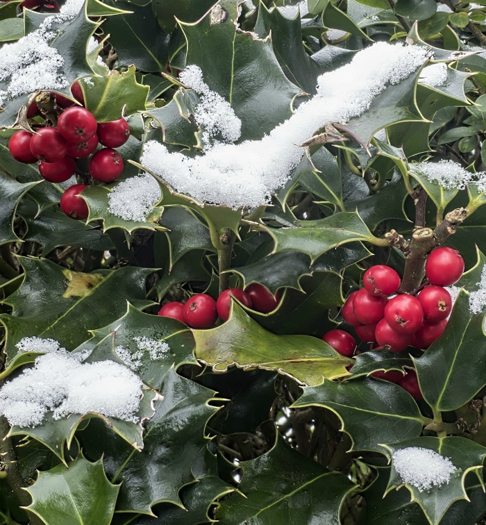 Holly with berries in snow