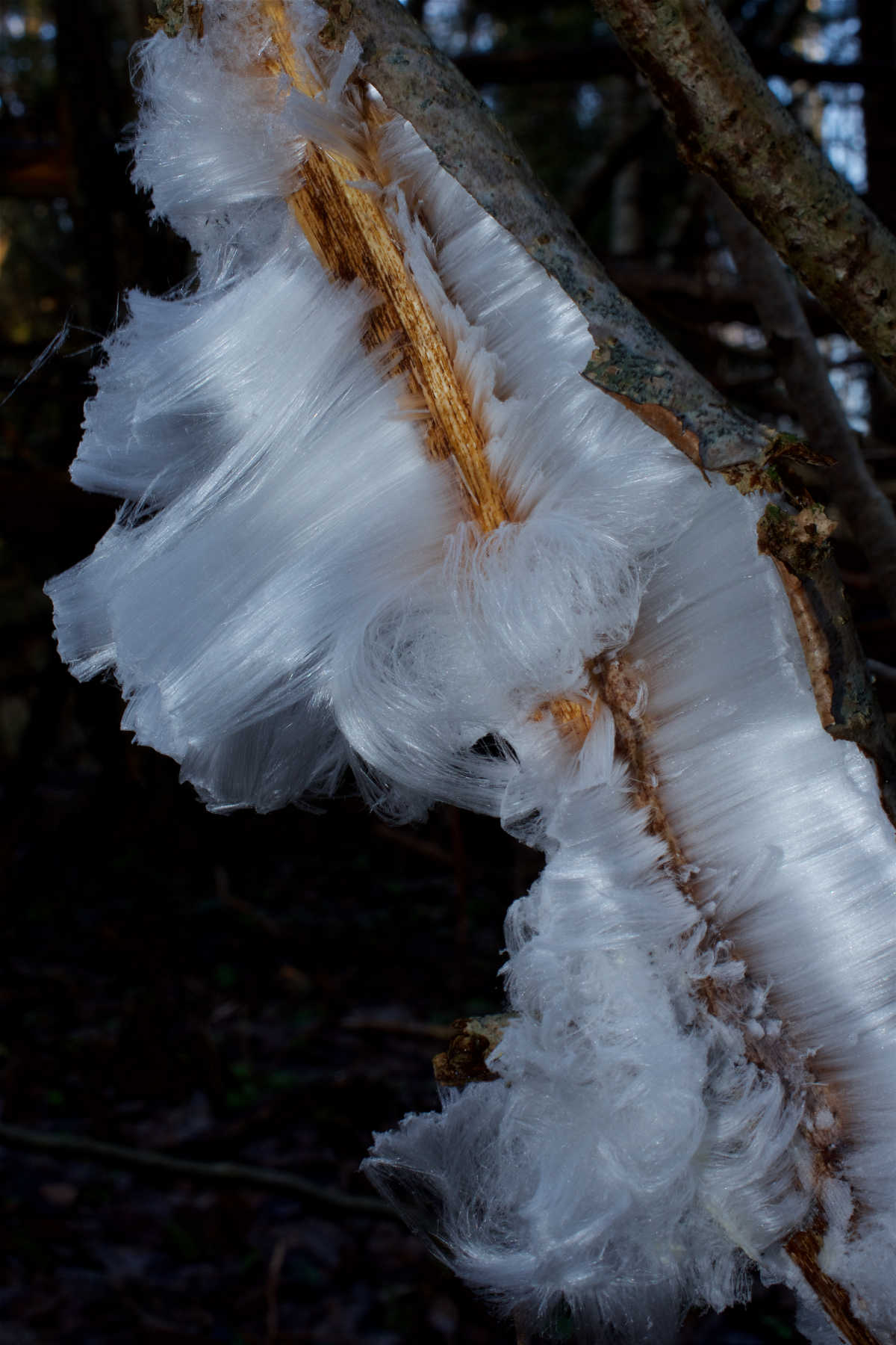 Fringe of a frost flower partially wrapping a plant stem.