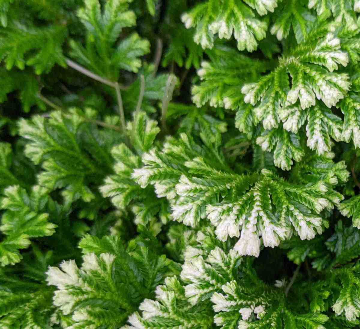 White tips of frosty fern.