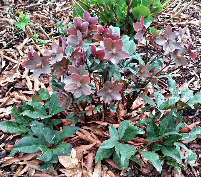 Lemtem rose in flower