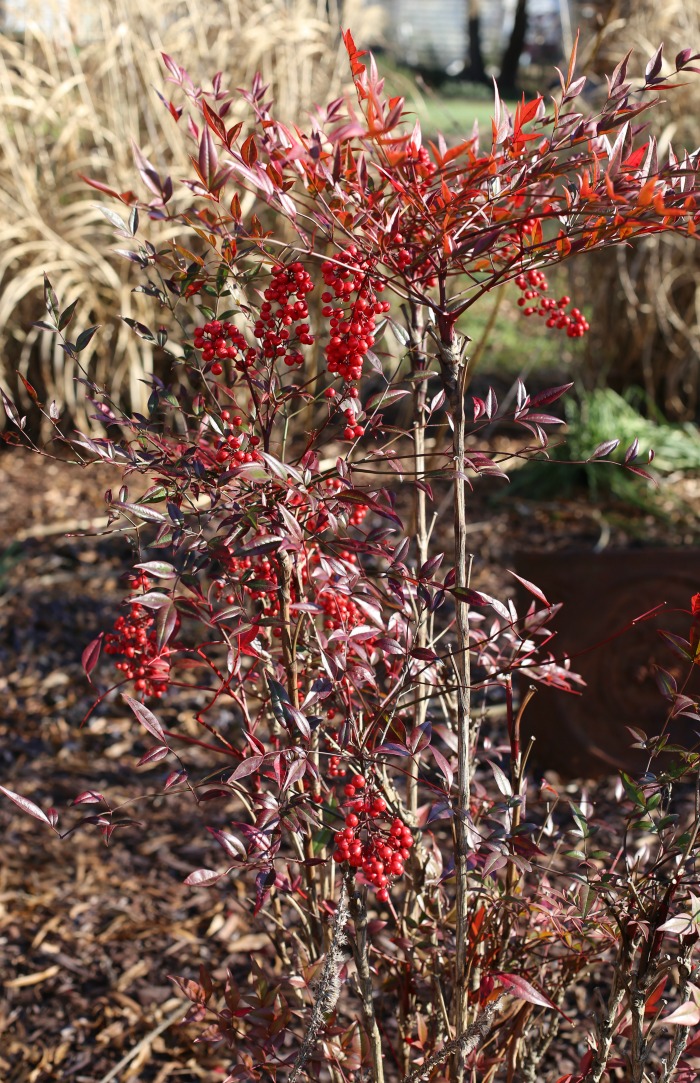 Nandina perennial with red berries in winter