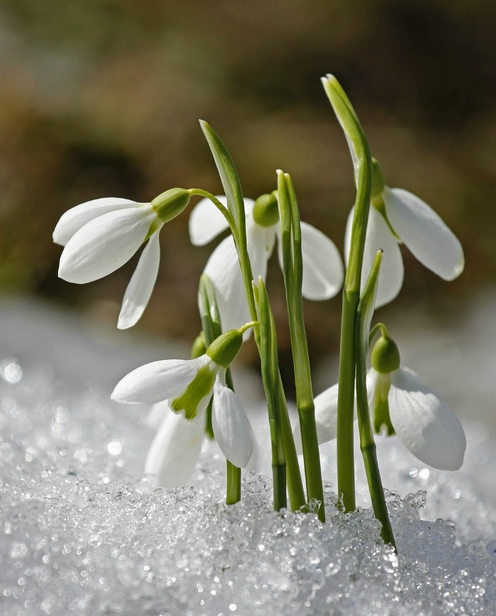 Snowdrops are one of the first bulbs to bloom each year