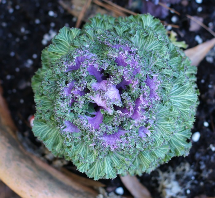 Flowering kale is very cold hardy