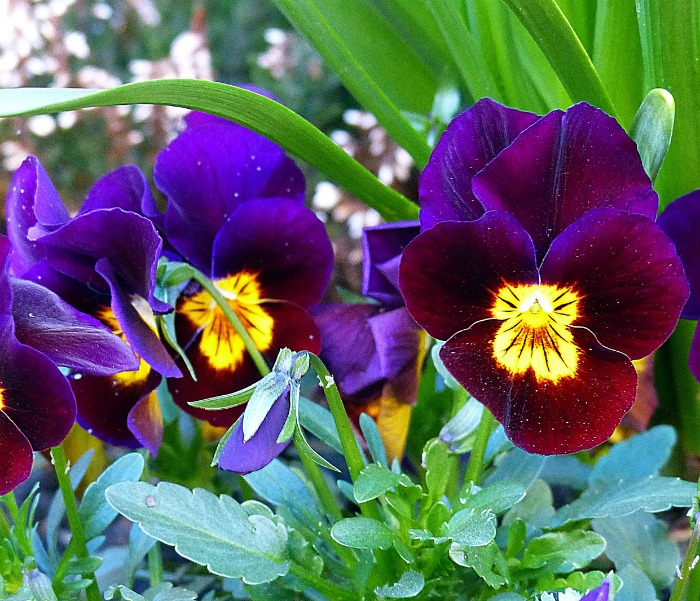 Plant pansies in the fall. in warm climates they will overwinter