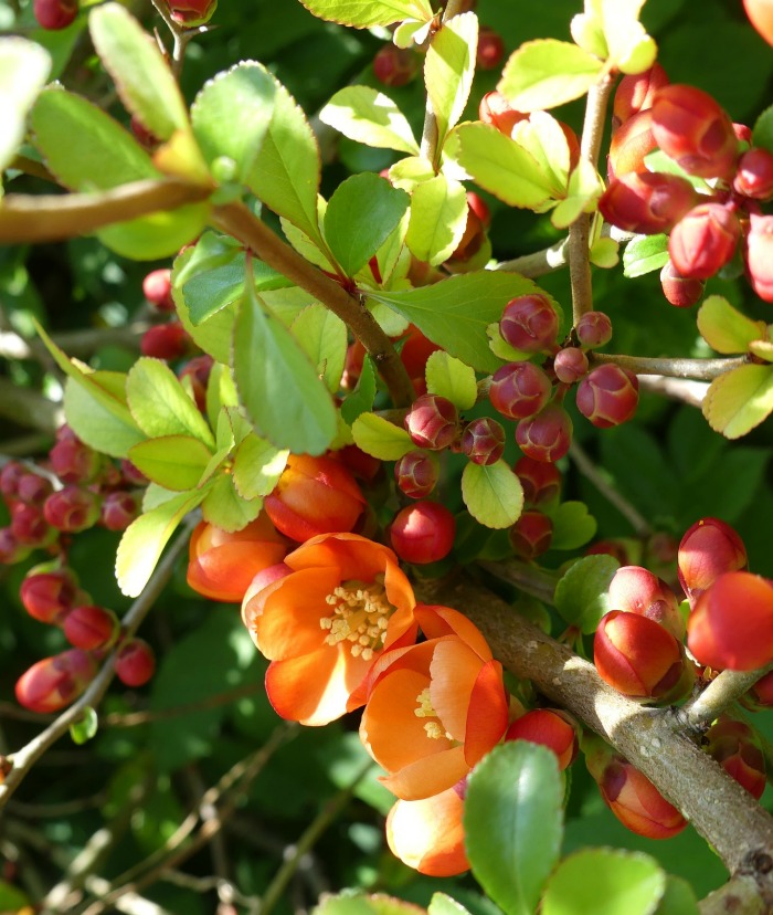 Japanese ornamental quince flowers in late winter