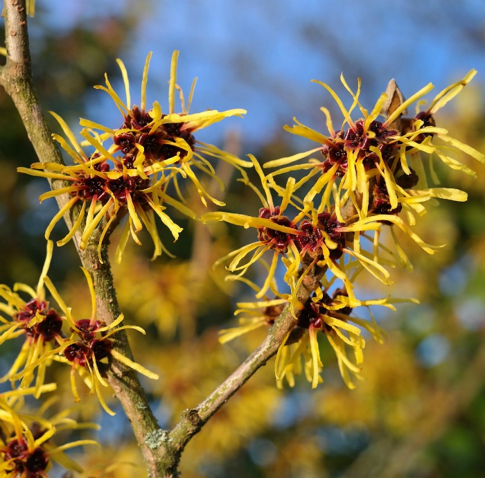 Witch hazel flowers