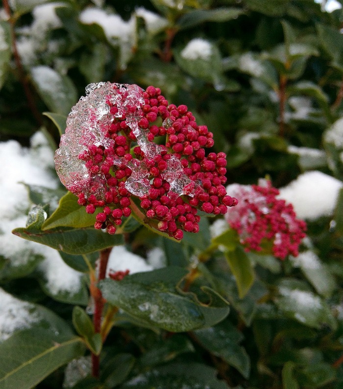 Honeysuckle in snow