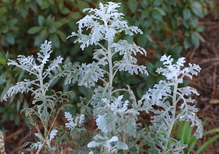 dusty miller will over winter in warm zones