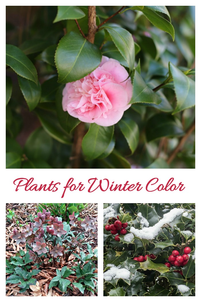 Grow these winter flowering plants to add color during the cold weather