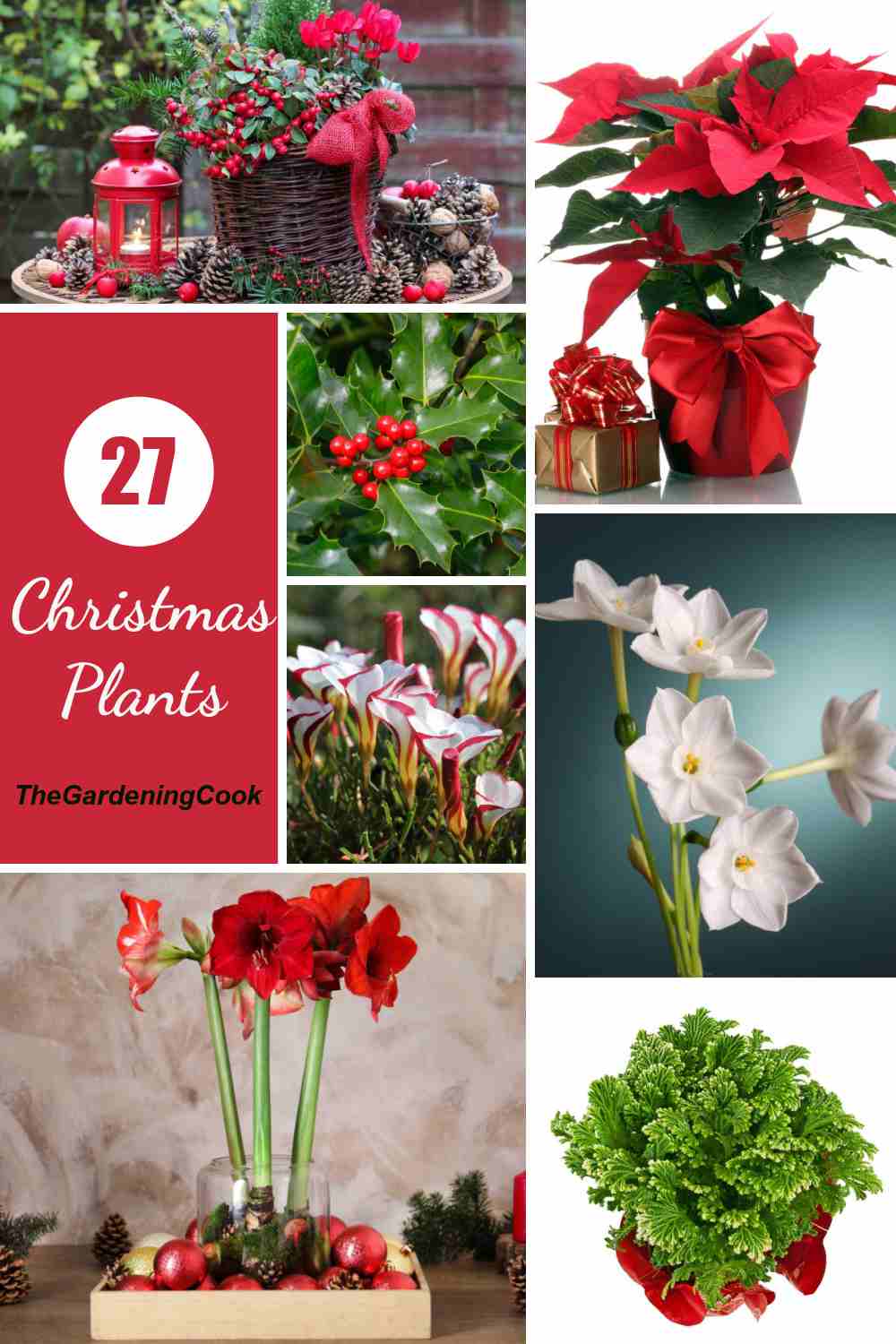 Poinsettia, paperwhites, frosty fern, sorrell and amaryllis with words 27 Christmas Plants.