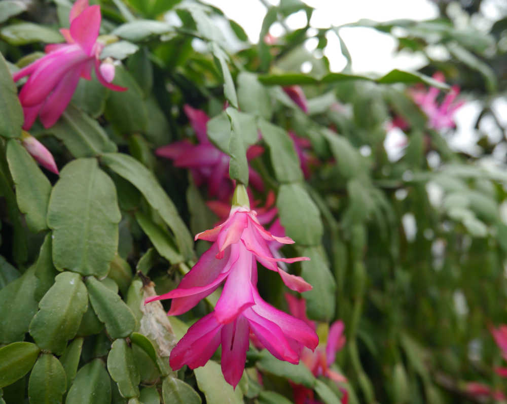 Christmas cactus flower.