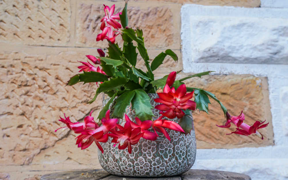 Thnaksgiving cactus plant in a gray planter.