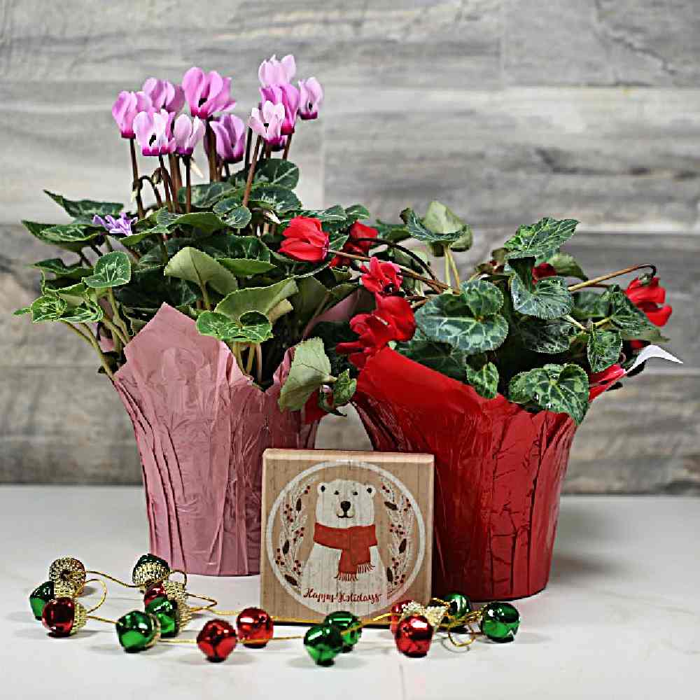 2 Christmas plants - pink and red cyclamens with bells and a polar bear box.