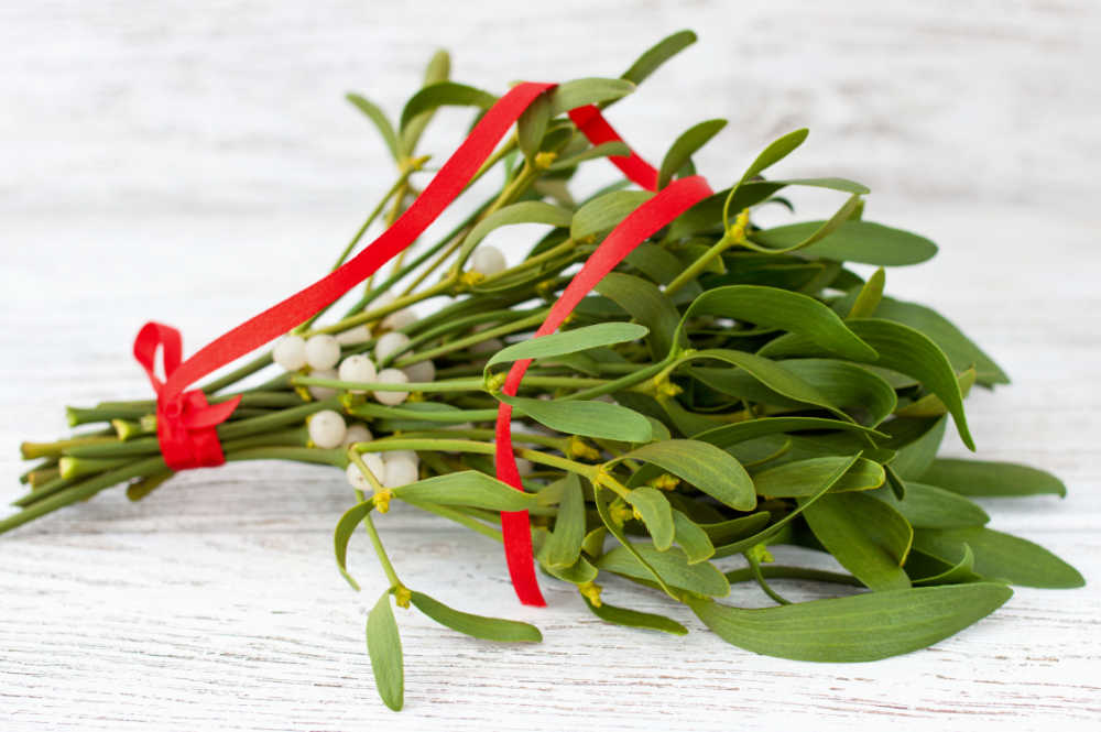 Sprigs of mistletoe with berries and red ribbon.