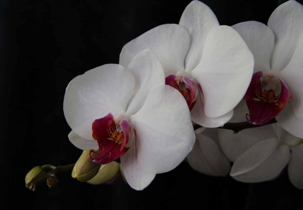 White moth orchid on a black background.