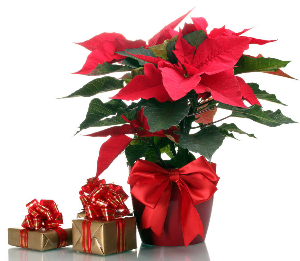 Potted poinsettia Christmas plant and small gifts.