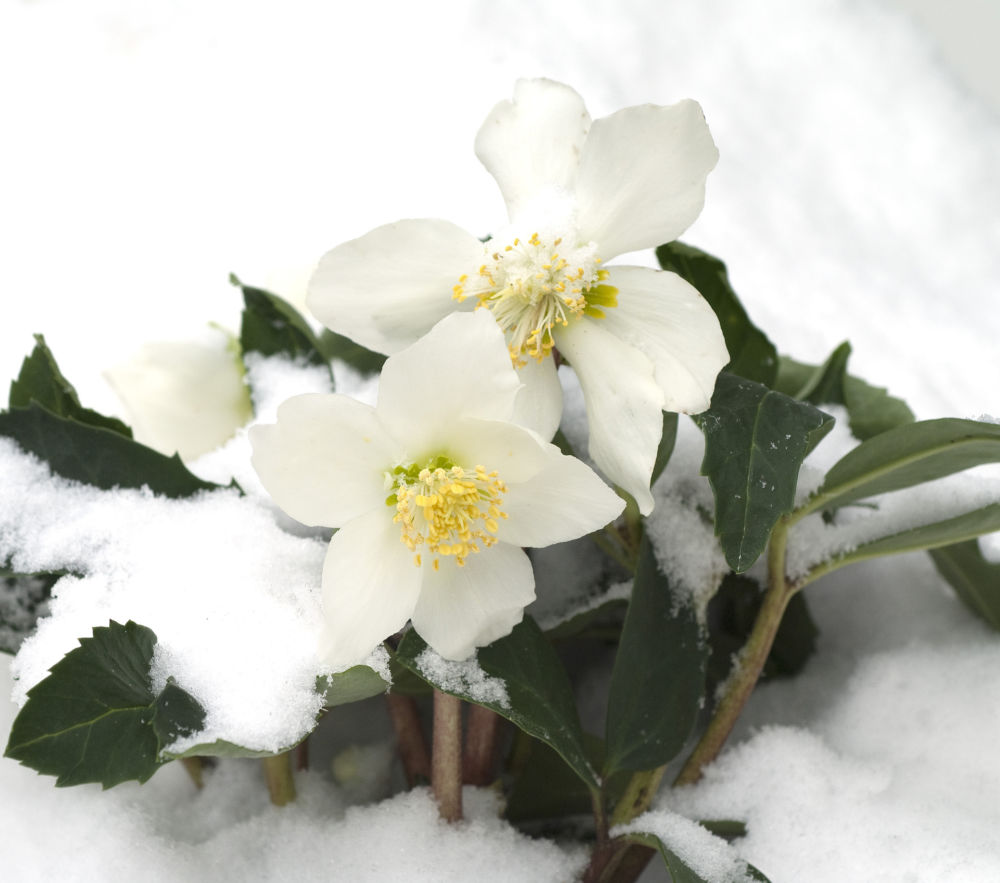 White Christmas rose in the snow.