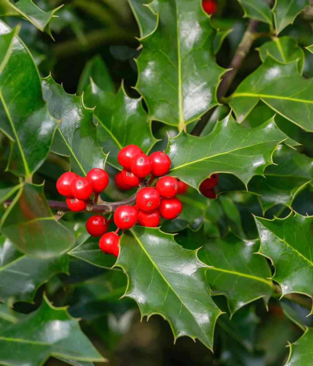 Holly berries and leaves.