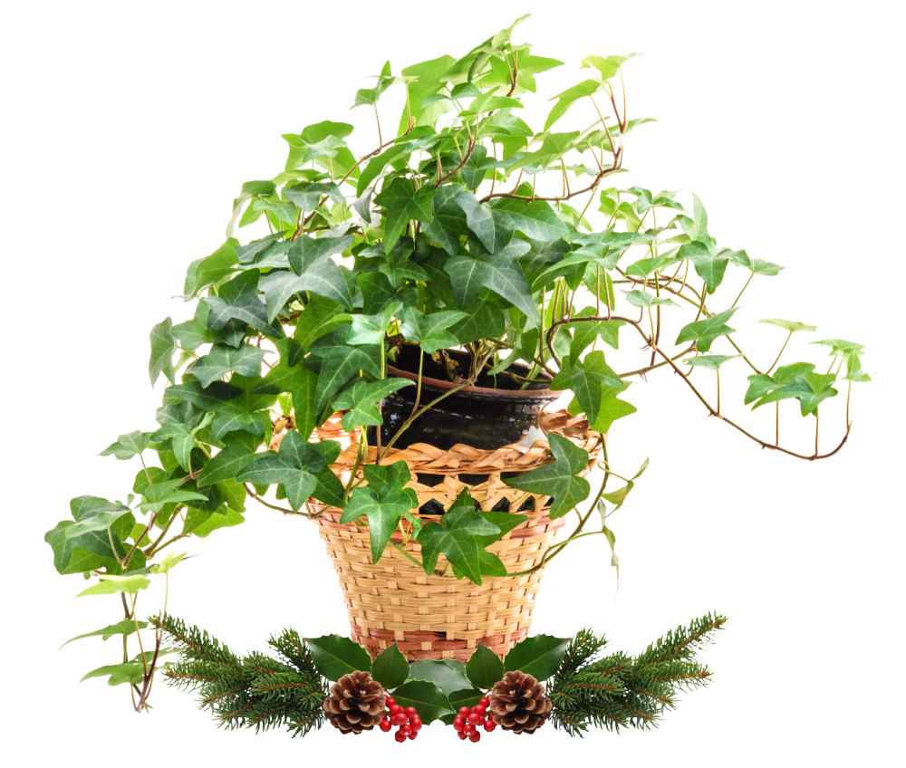 Pot of ivy in a basket with Christmas decorations in front.